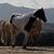 Julie Beauchat's profile image
