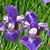 Marie Friant Walsh's profile image