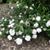Carolyn LaMarre's profile image