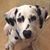 Holly Dybdal-Hargreaves's profile image