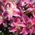 Mayra Garcia's profile image