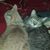Cheri Bourdeau's profile image