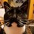 Shannon Fischer's profile image