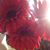 Khay WG's profile image