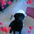 David S Mc Alear's profile image