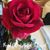 Maria Karch Bokulic's profile image