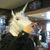 FrankensteinComps's profile image