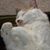 Lisa M Harvey's profile image