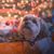 Blake Kautz's profile image