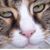 Mark Sjostrom's profile image