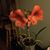 Sarina Indelicato Cofield's profile image