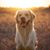 Tricia Lawrence Lauer's profile image