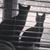 Eric Steiner's profile image