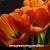 Cheryl Mielcarek's profile image