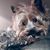 Urszula Dedek's profile image