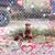 Susan Miller's profile image