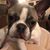 Crystal Buckingham's profile image