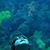 Candace Coppinger Bell's profile image