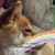 Sarah Kuertz's profile image