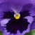 Lisa Wellman Carey's profile image