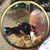 Bee Pinard's profile image