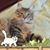 Lisa Reyns-Runswick's profile image
