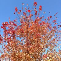 Rhonda Malone Lehman's profile image