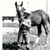 Dan Mann's profile image