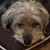 Fran Carbone Guzman's profile image