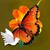 Julie DeCarolis's profile image