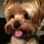 Mouton Faye's profile image