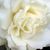 Huda Bokh's profile image