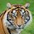 Sophia Messer's profile image