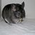 Nannette Ebiner's profile image
