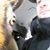 Brandon Scimeca's profile image
