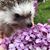 Ildi Feinberg's profile image