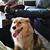 Lynn Ross Stevenson's profile image