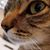 Sharon Wilson's profile image