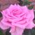 Ginger Hurford's profile image