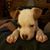 Lori Cornelison's profile image