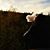 Jonas Köhler's profile image