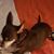Teah Moore's profile image
