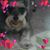 Lisa Free's profile image