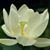 Sophia Franche's profile image