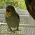 Clytie Martin's profile image