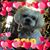 Suzanne Godin's profile image