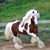 Pat Moore's profile image