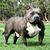 Jerome Taylor's profile image