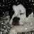 Tami Jaillet's profile image