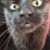 Chris R McClain's profile image